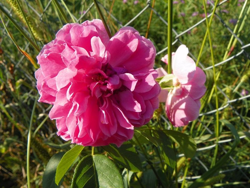 Harlow Carr - Trandafiri 2017 2