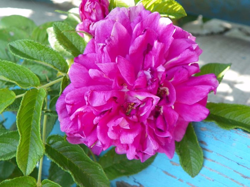 Hansa - Trandafiri 2017 2