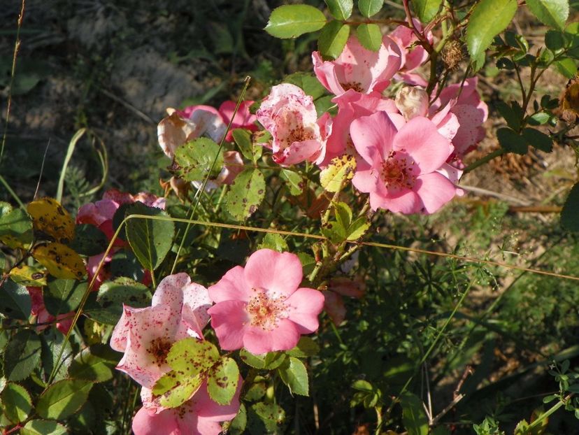 Douceur Normande - Trandafiri 2017 2