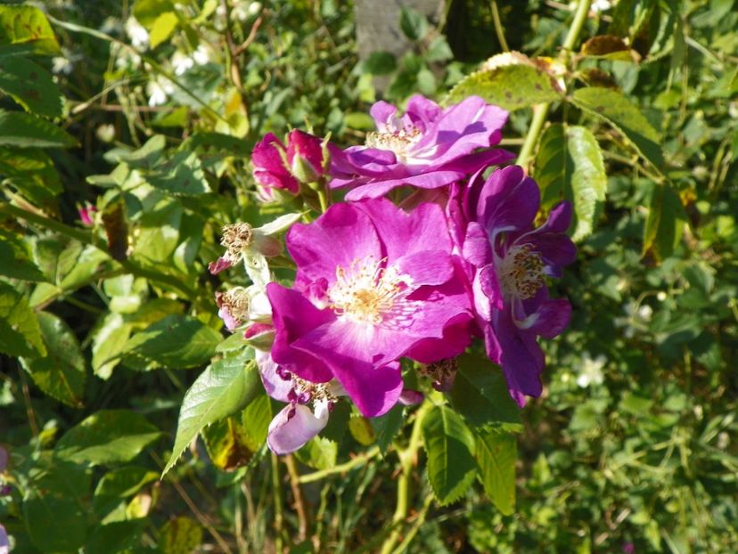 Chewbluemore - Trandafiri 2017 2