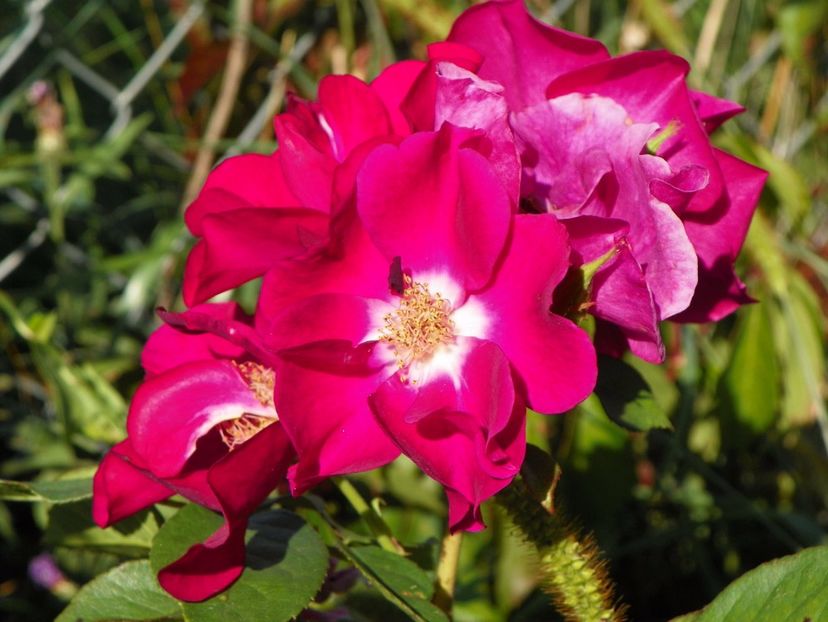 Night Owl - Trandafiri 2017 2