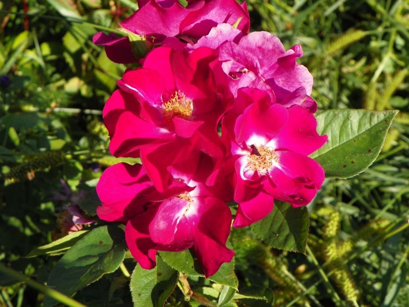 Night Owl - Trandafiri 2017 2