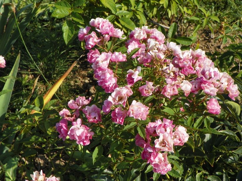 Robin Hood - Trandafiri 2017 2