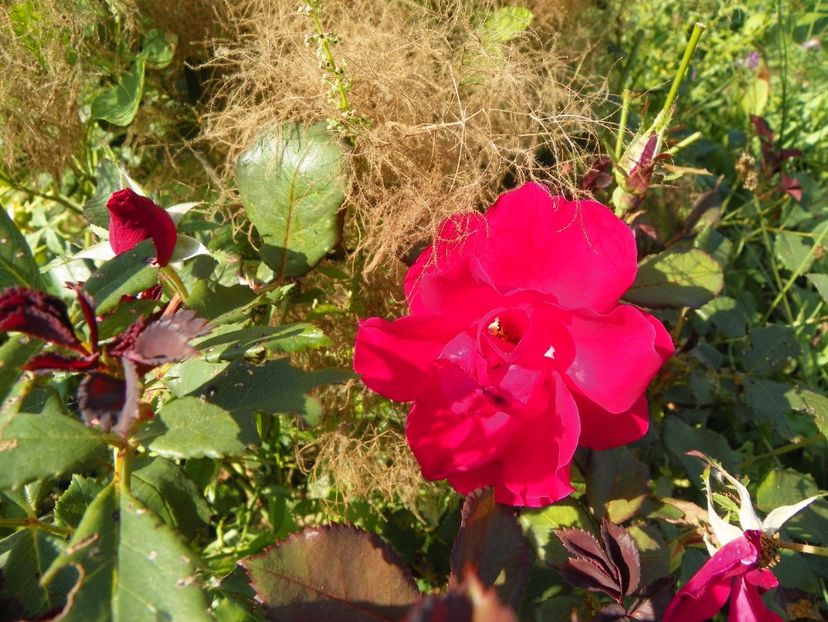 Zeelandia - Trandafiri 2017 2