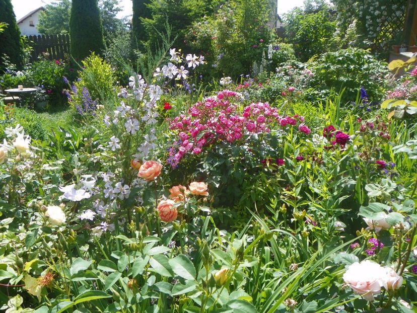 21 iun (18) - Gradina 2017