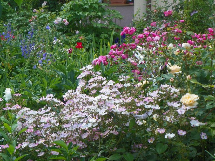 21 iun (43) - Gradina 2017