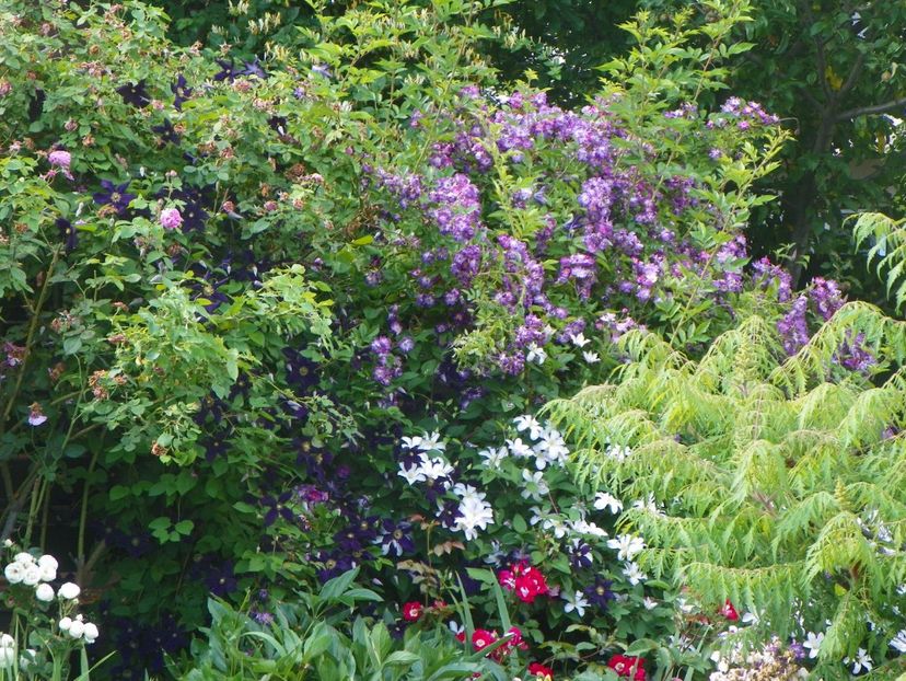 21 iun (44) - Gradina 2017