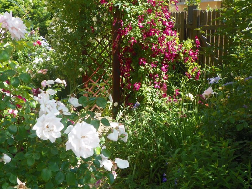 Mme. Julia Correvon - Clematite 2017