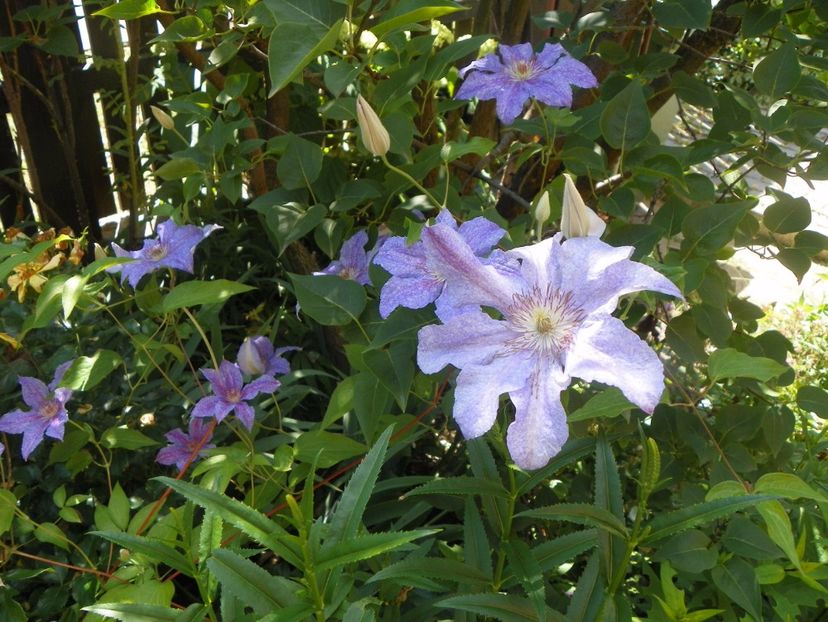 Teksa - Clematite 2017