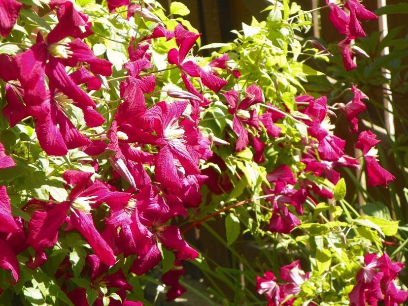 Mme. Julia Correvon - Clematite 2017