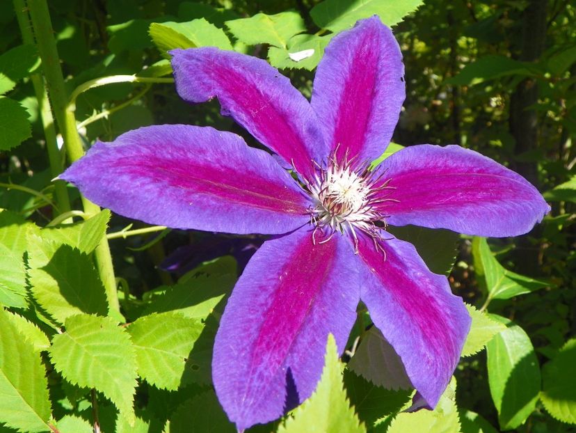 Wildfire - Clematite 2017