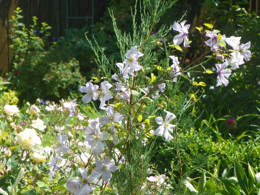 White Prince Charles - Clematite 2017