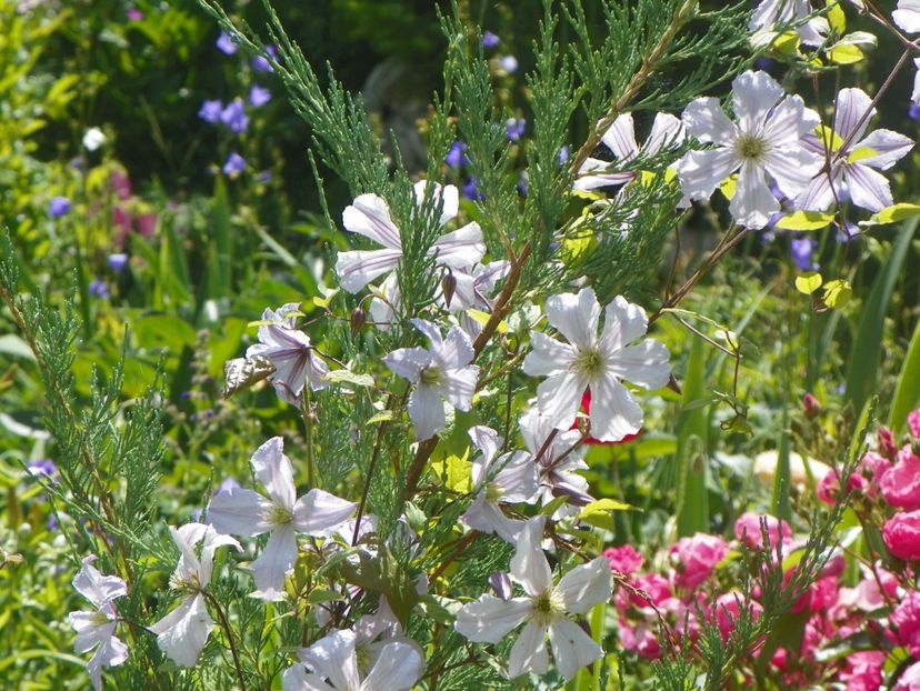 White Prince Charles - Clematite 2017