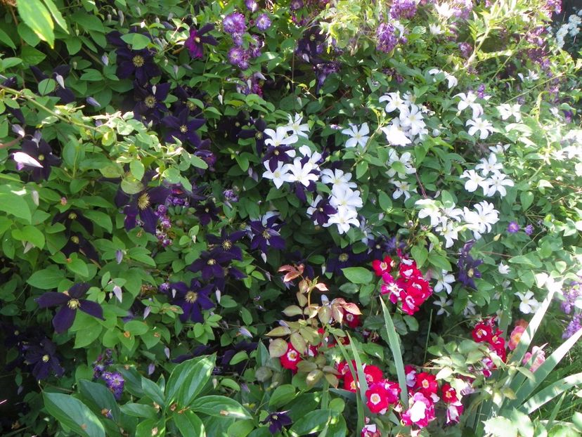 Romantika si Huldine - Clematite 2017