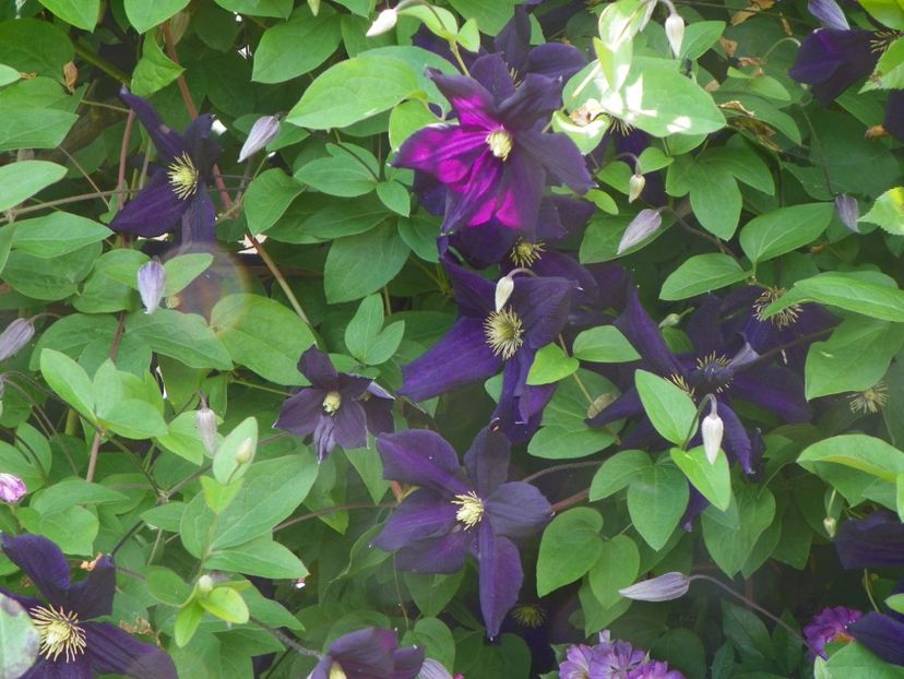 Romantika - Clematite 2017