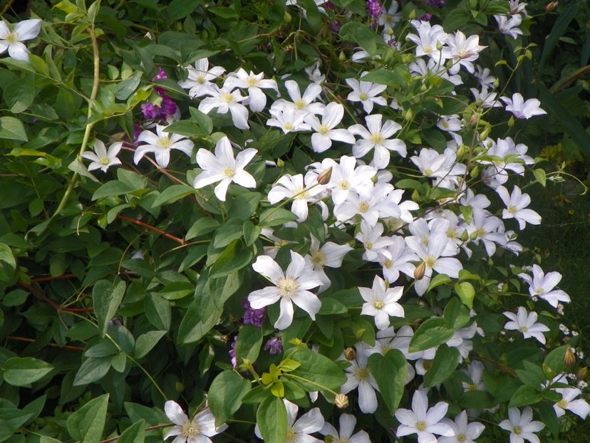 Huldine - Clematite 2017