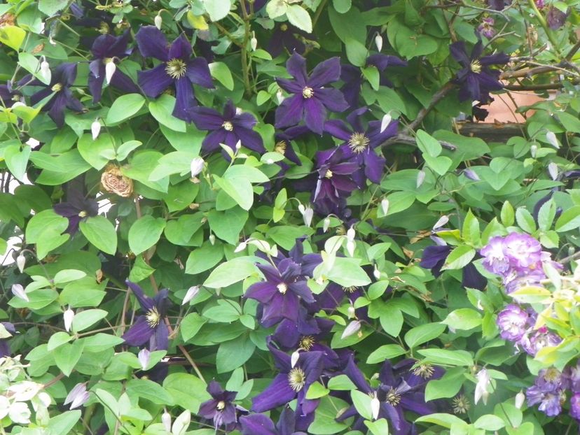 Romantika - Clematite 2017