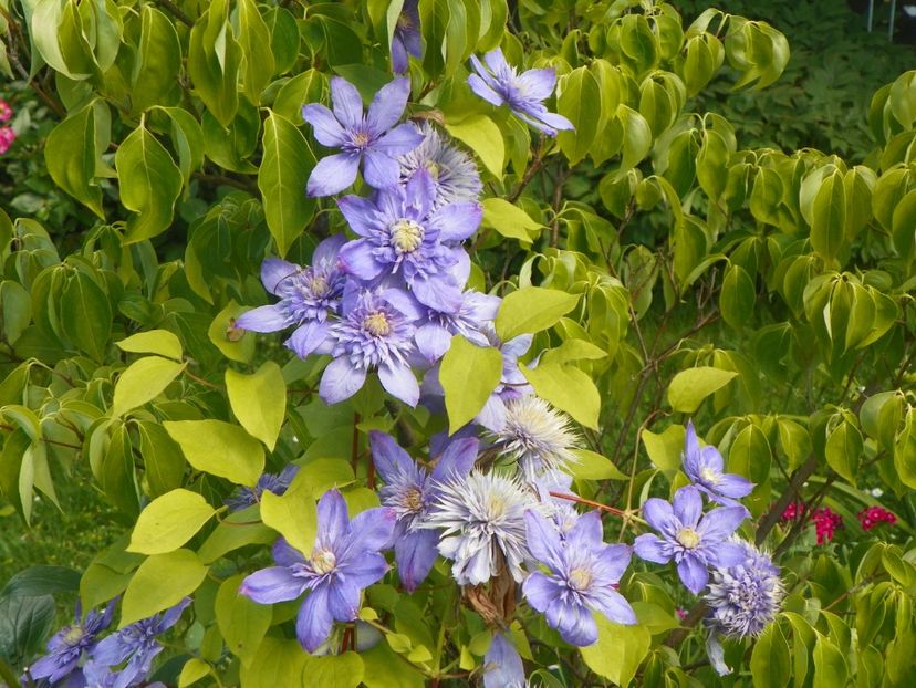 Blue Light - Clematite 2017