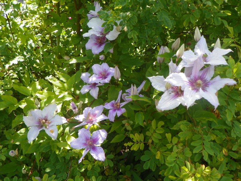 Marmori - Clematite 2017