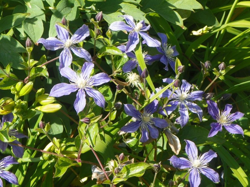 Arabella - Clematite 2017