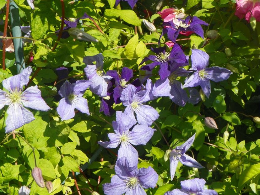 Emilia Plater si Aoteaora - Clematite 2017
