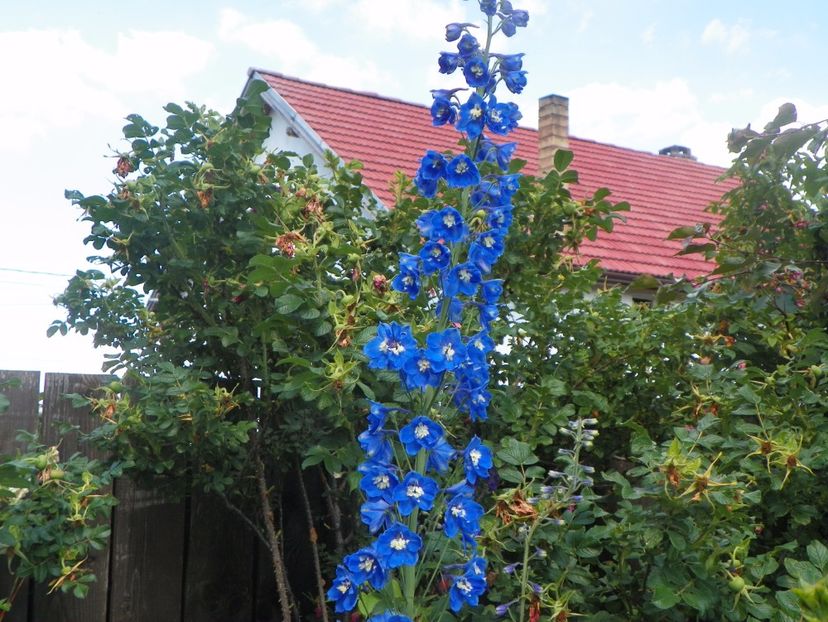 21 iun (28) - Vara 2017