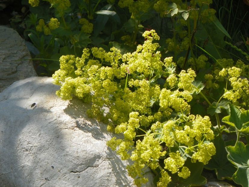 21 iun (73) - Vara 2017