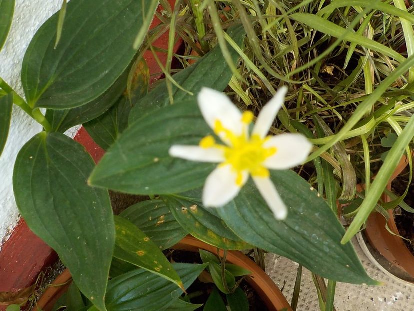 alba - tricyrtis golden festival