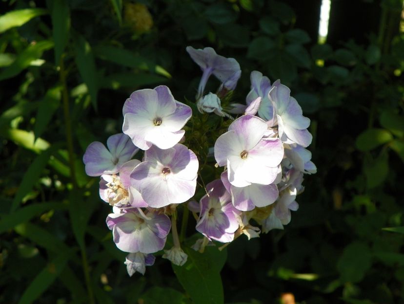 phlox pan. Katherine - Vara 2017