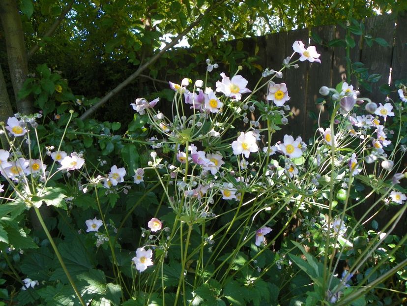 12 aug (24) - Vara 2017