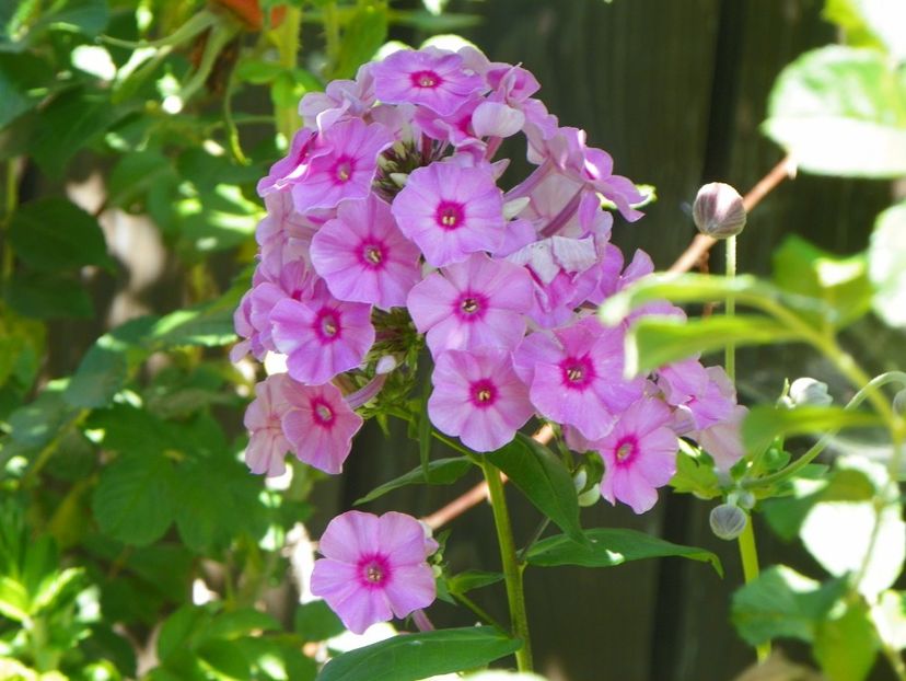 12 aug (25) - Vara 2017