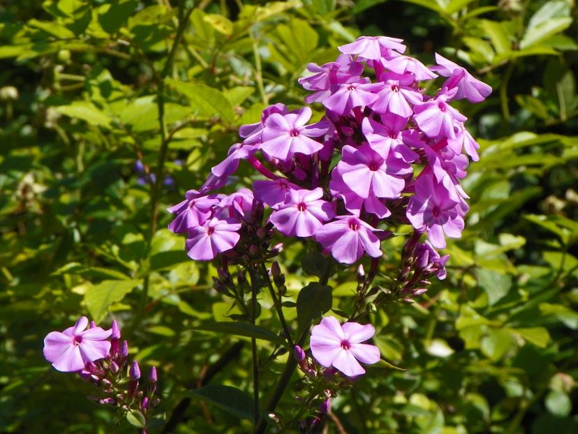 12 aug (30) - Vara 2017