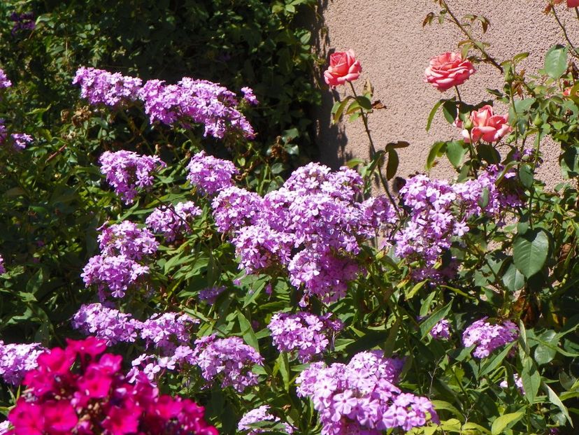 12 aug (31) - Vara 2017