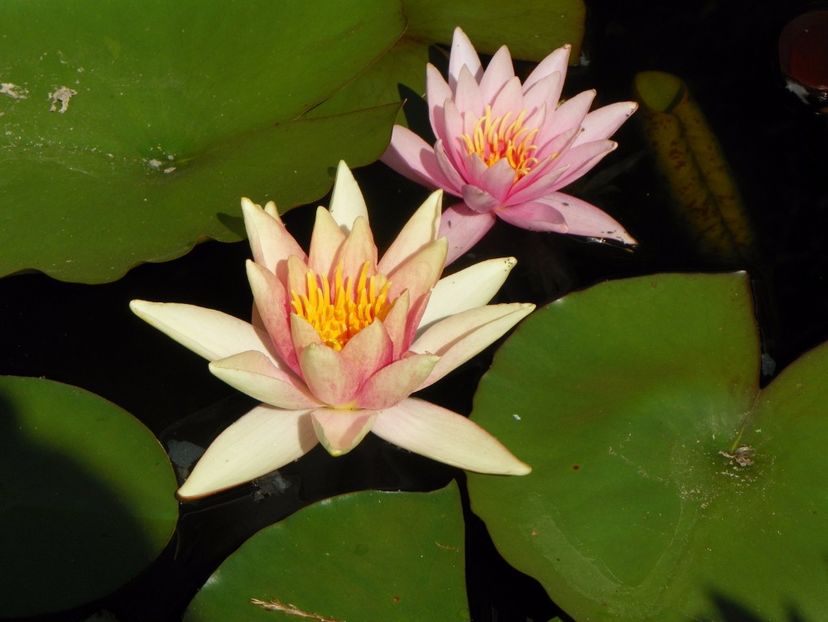 nymphaea Aurora si Sioux - Vara 2017