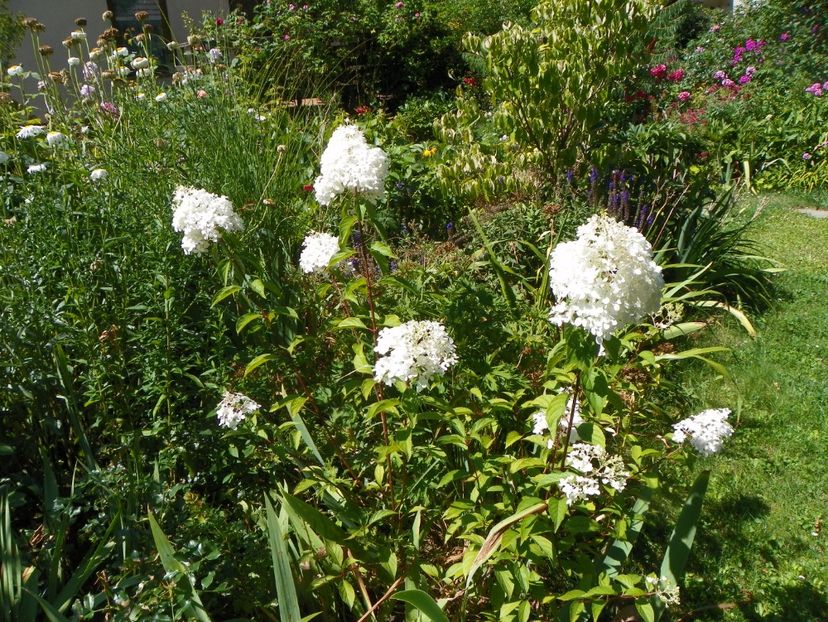 hydrangea pan. Vanille Fraise - Copacei si arbusti 2017