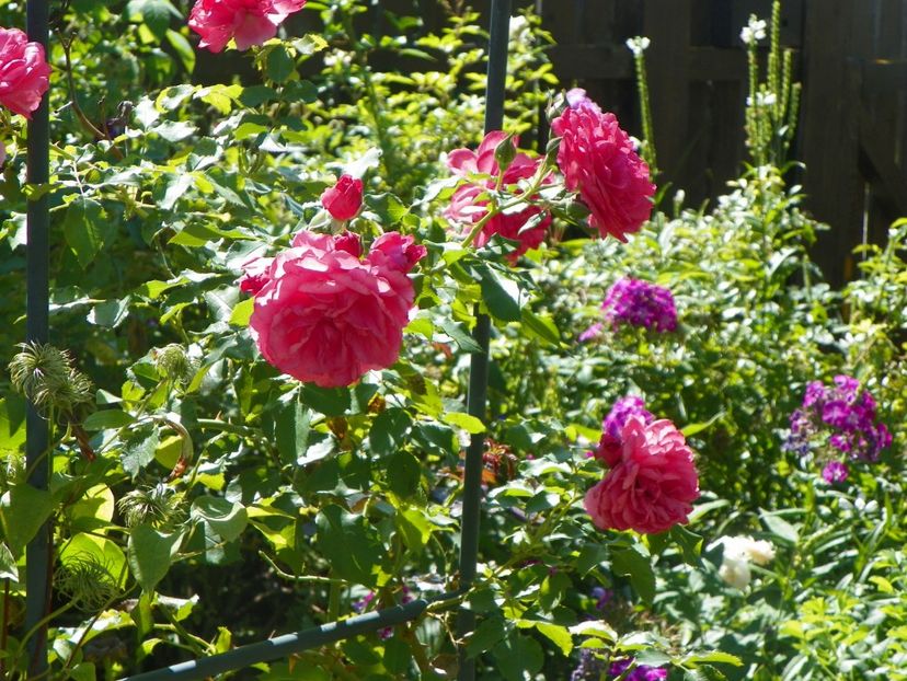 Rosarium Uetersen - Trandafiri 2017-1
