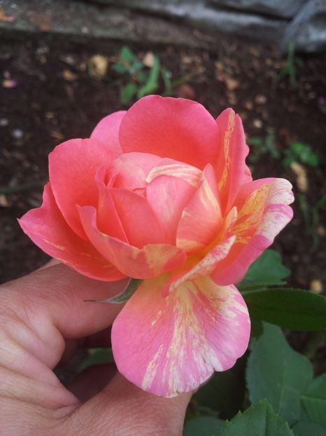  - Rose des Cisterciens