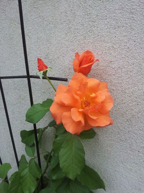  - Westerland 2