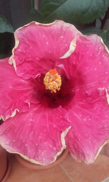  - hibi taiwan cancer boy