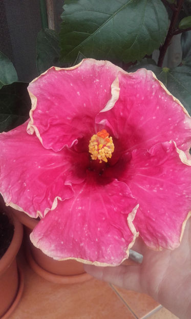  - hibi taiwan cancer boy