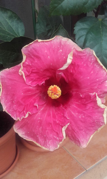  - hibi taiwan cancer boy