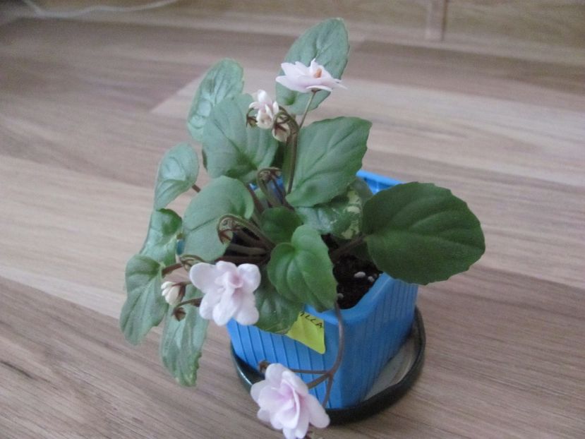  - Rob S Vanilla Trail