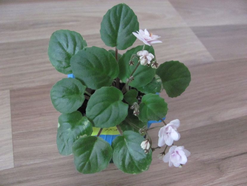  - Rob S Vanilla Trail