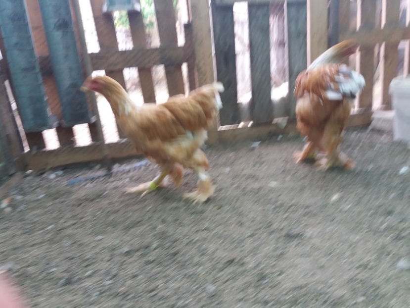 13.08.2017 111 - 01  brahma gold