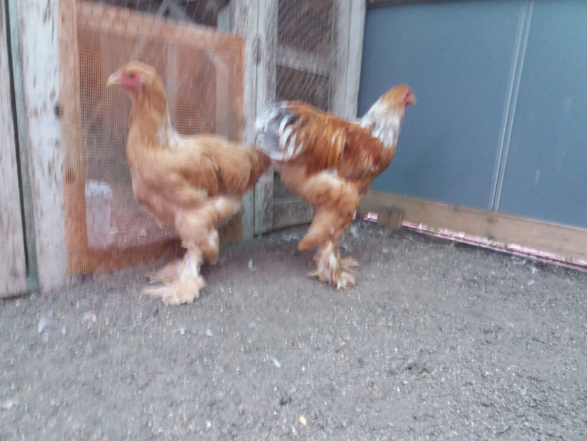 13.08.2017 120 - 01  brahma gold