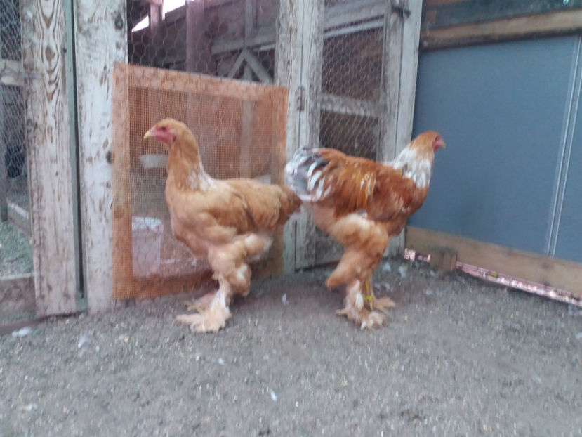 13.08.2017 121 - 01  brahma gold