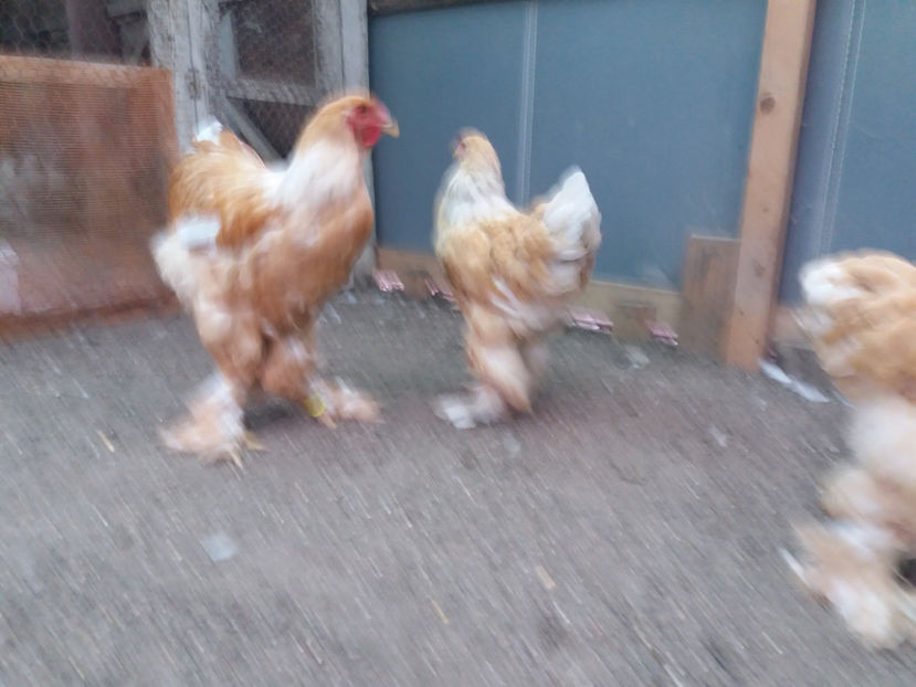 13.08.2017 123 - 02  brahma lemon