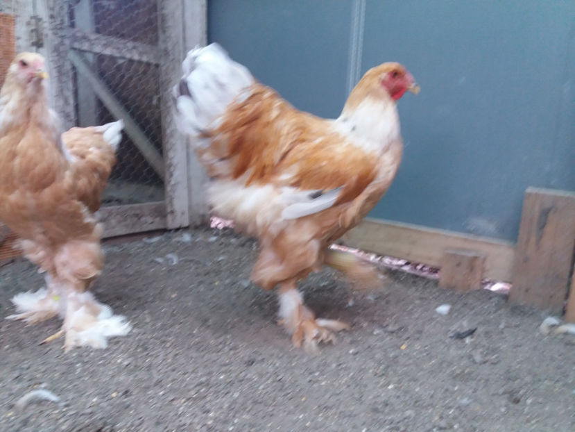 13.08.2017 144 - 02  brahma lemon