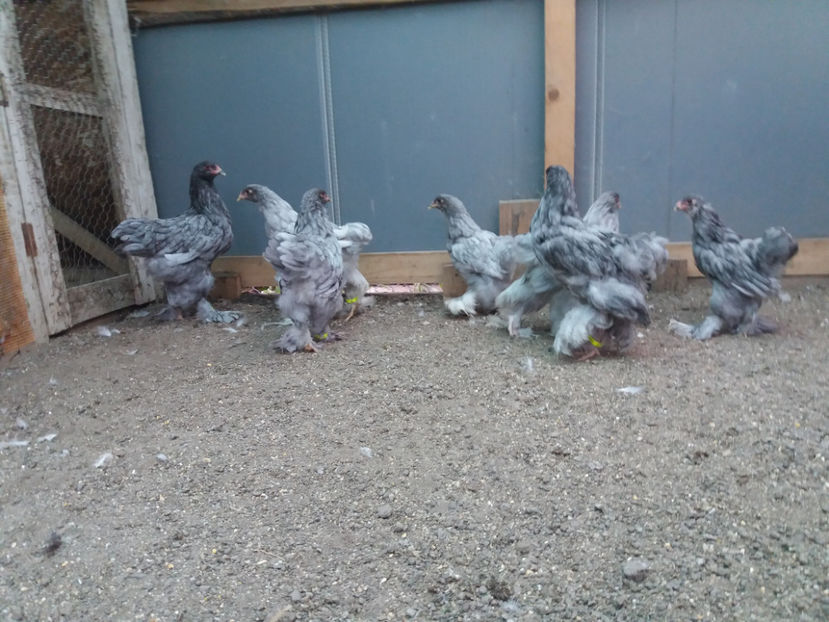 13.08.2017 029 - 03 brahma albastru