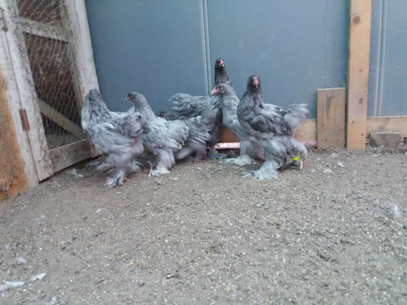 13.08.2017 032 - 03 brahma albastru